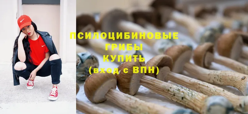 Галлюциногенные грибы Psilocybe  хочу наркоту  Верхний Тагил 